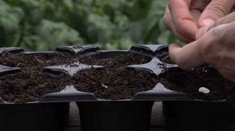 Sowing seeds in springtime using planting pots with compost Stock Footage 60225532