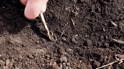 Sowing of sugar beet Video stock 62639914