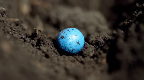 Sowing of sugar beet Video stock 62640034