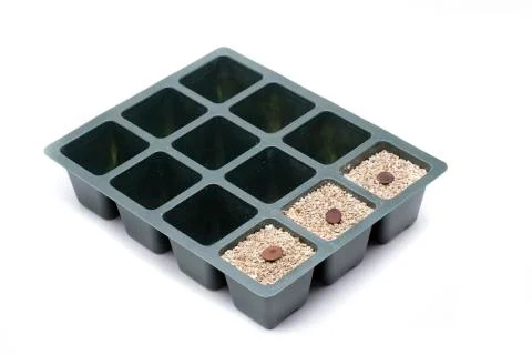 Sowing wisteria Stock Photos