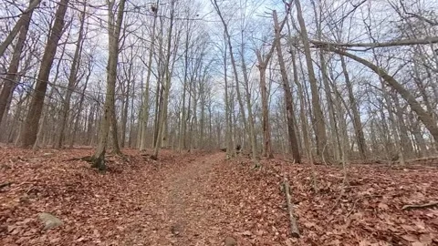 Sowmo Winter Forest 動画素材 294706917