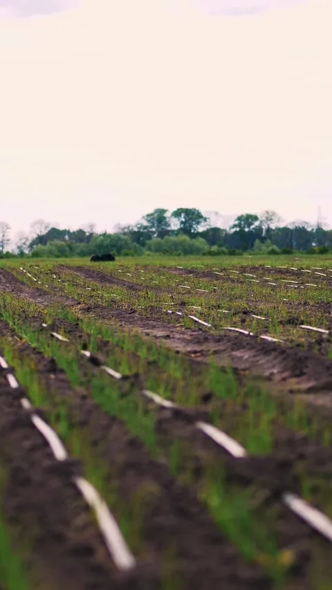 Sown young onion grows on field. watering system laying between rows of young Stock Footage 320346055