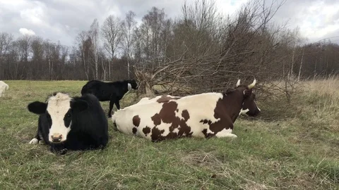 Сows and goats Video stock 118973181