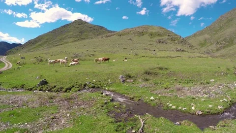Сows are resting in the fresh grass beside a river in the alpine valley. Stock Footage 83011388