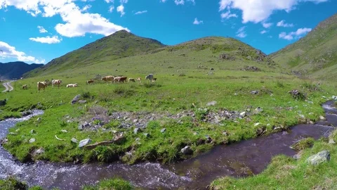 Сows are resting in the fresh grass beside a river in the alpine valley. Stock Footage 83231244