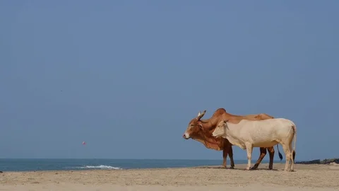 Сows on the beach Video stock 85255745