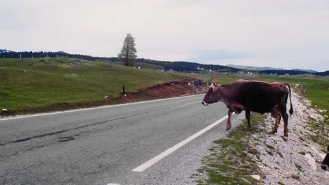 Сows cross the empty road in the mountains in Montenegro Stock Footage 222352426