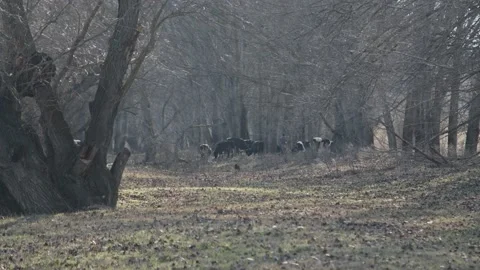 Сows grazing in the forest Stock Footage 231908750