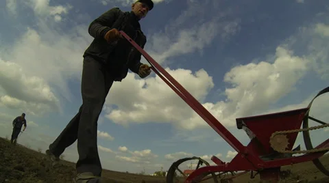 Sows onion Stock Footage 36767299