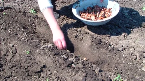 Sows onion Stock Footage 49688803