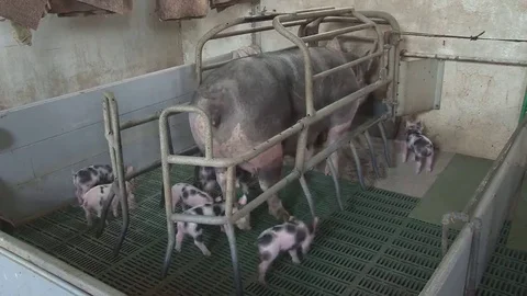 Sows with piglets in the pen Stock Footage 69153134