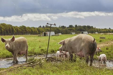 Sows with piglets playing in a puddle in eco farm in Denmark Stock Photos