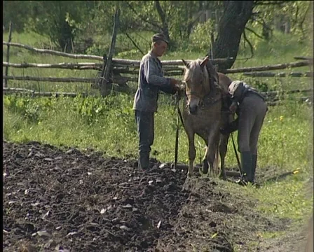 Sows a potato Video stock 570095