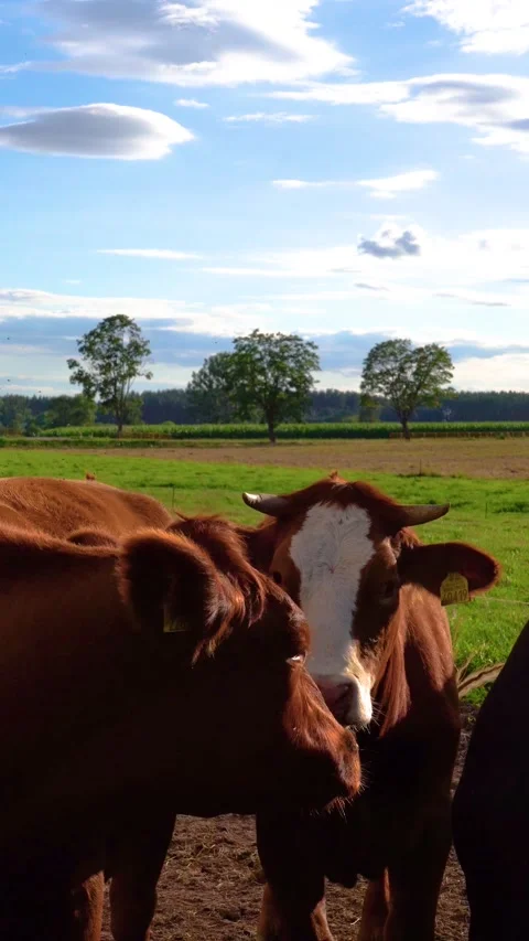 Сows standing close together in a green pasture 스톡 동영상 344822196
