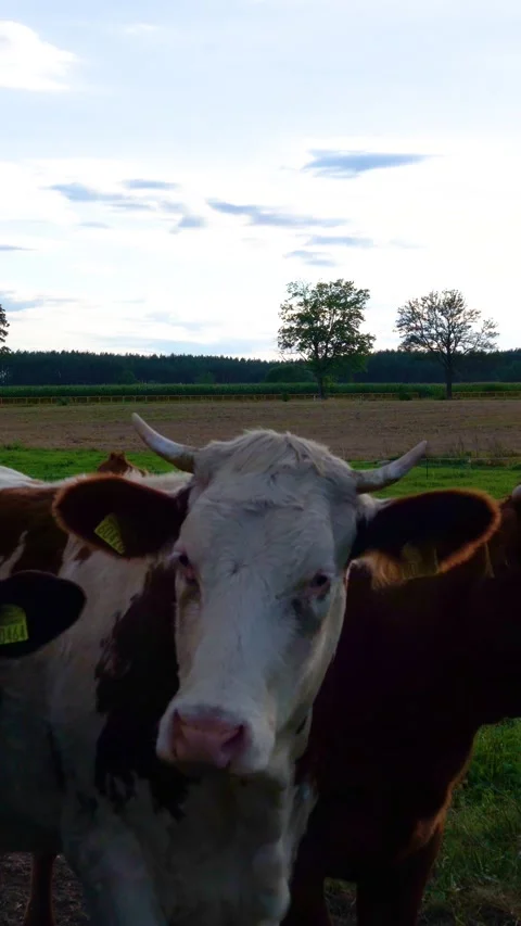 Сows standing close together in a green pasture 스톡 동영상 344822292