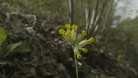 Сowslip (Primula veris) primrose in the forest Video stock 274531354