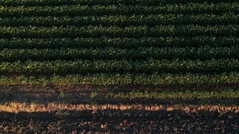 Soy and empty field shot from drone Stock Footage 78529141