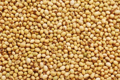 Soy bean background Stock Photos