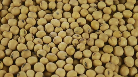 Soy bean close up rotation, able to loop Stock Footage 53753458