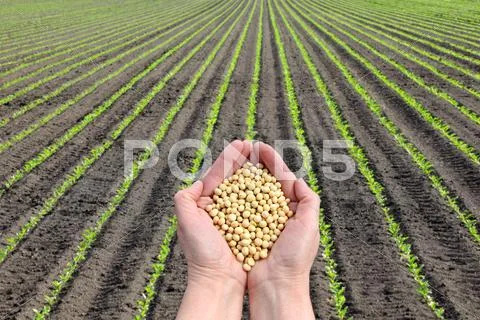 Soy Bean Concept, Hands With Soy Bean Crop And Field