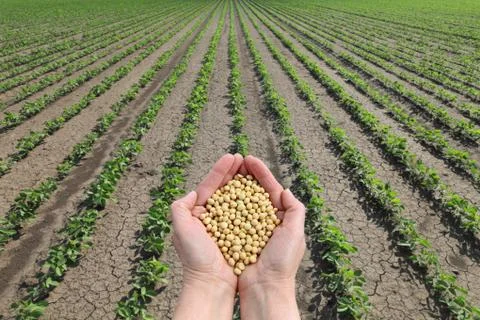 Soy bean concept, hands with soy bean crop and field Stock Photos