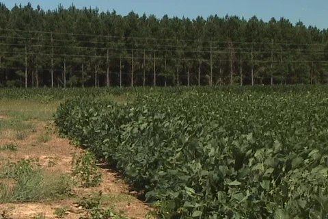 Soy Bean crop Stock Footage 436662