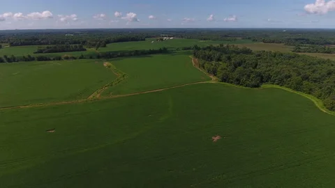 Soy bean crops by drone Video stock 137619686