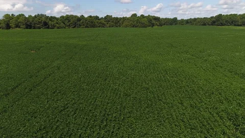 Soy bean crops in Nebraska Stock Footage 137619746