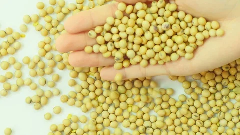 Soy bean falling from hand. 库存影片 89612880