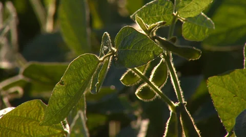 Soy Bean Farm closeup of Field Crop Stock Footage 32936743