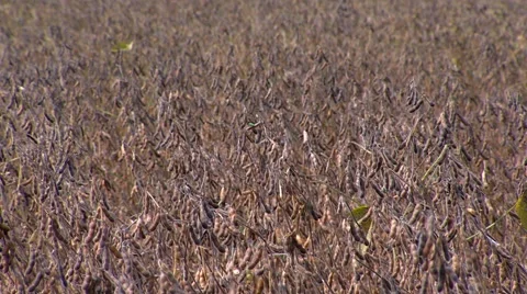 Soy Bean Farming 10 Video stock 46587789