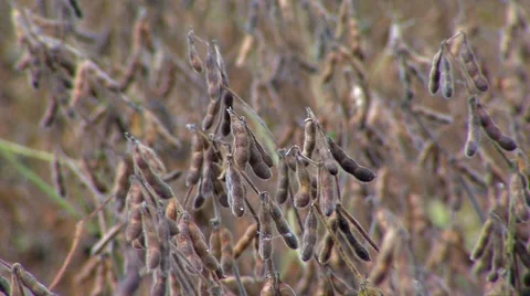 Soy Bean Farming 8 Video stock 46587543
