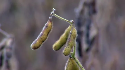 Soy Bean Farming 9 Video stock 46587901