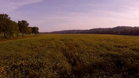 Soy Bean Field Fly Over Video stock 92227489