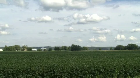 Soy Bean Field- Pan Left Stock Footage 824652