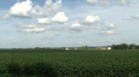 Soy Bean Field- Pan Right Stock Footage 824650