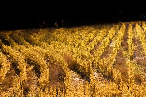 A Soy Bean Field 库存照片