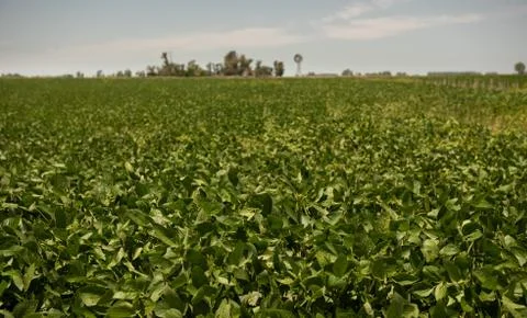 Soy bean field Stock Photos