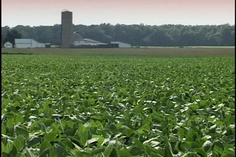Soy Bean Field with Silo 2 Stock Footage 298388