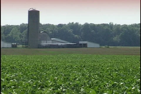 Soy Bean Field with Silo 3 Stock Footage