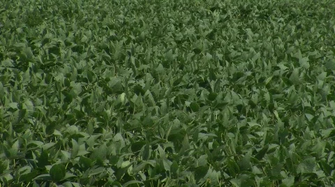 Soy Bean Field_1 Stock Footage 824636