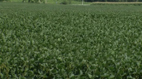 Soy Bean Field_2 Stock Footage 824637