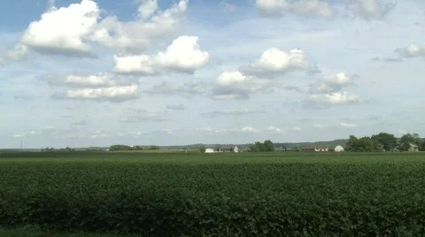 Soy Bean Field_3 Stock Footage 824643