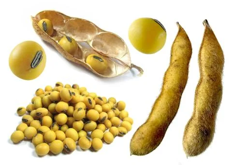 Soy bean kit Stock Photos