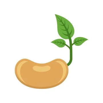 Soy bean with leaf icon in flat style. Soybean vector illustration on isola.. Stock Illustration
