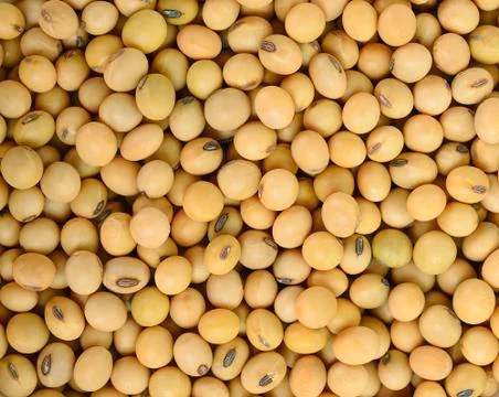 Soy bean pattern as background texture Stock Photos
