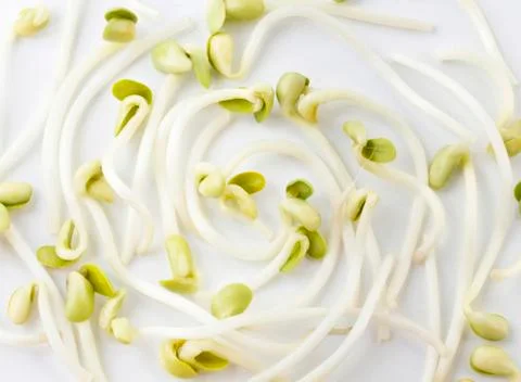 Soy bean. Stock Photos