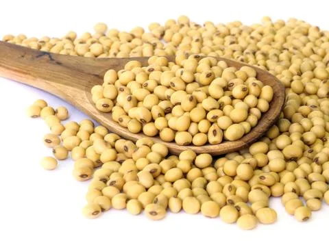 Soy bean. Stock Photos