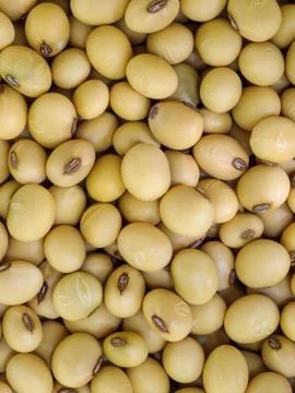 Soy bean. Stock Photos