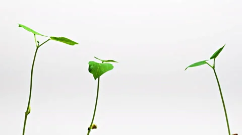 Soy Bean Seedlings Time-Lapse Stock-Footage 51807383
